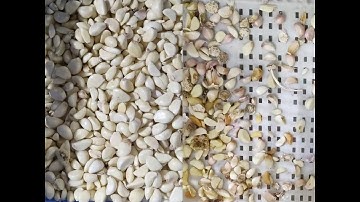 garlic color sorting color sorter machine BL30