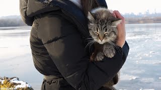 Cute Stray Cat wants Love and Attention by Cats Around Us 1,588 views 1 year ago 3 minutes, 1 second