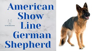 American Show Line German Shepherd