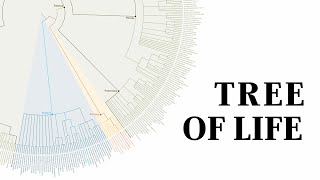 What is a Tree of Life? by American Museum of Natural History 7,090 views 9 months ago 1 minute, 34 seconds