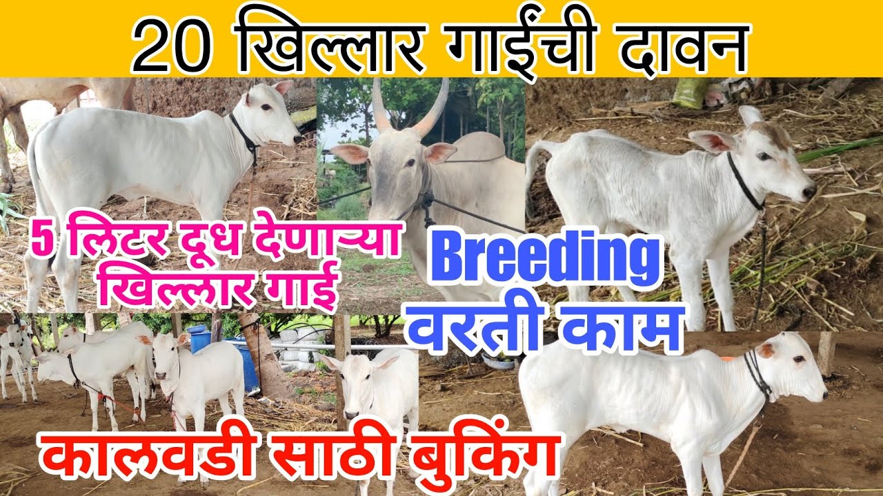 खिल्लार गाई ब्रिडींग वरती काम,5 लिटर दूध देणाऱ्या गाई,कालवडी साठी बुकिंग, खिल्लार_संगोपन,Khillar_cow
