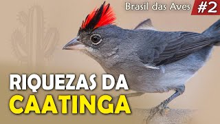 AVES da CAATINGA cearense (Ep.2 BRASIL DAS AVES) | Sítio Pau Preto
