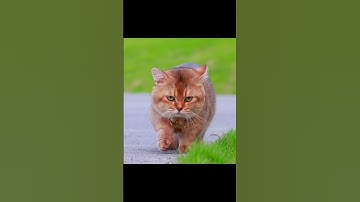 #10 Tổng Hợp Những Pha Hài Hước và Đáng Yêu của Thú Cưng #pets  #shorts