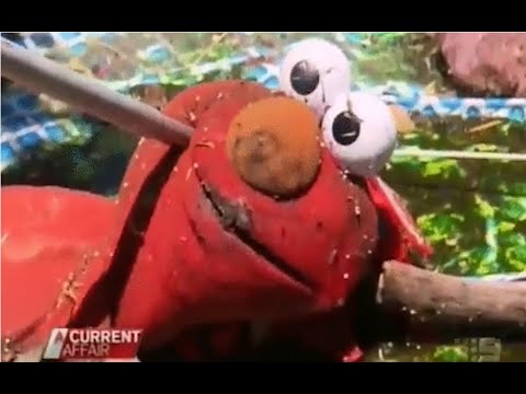 Sesame Files - Bird of Prey