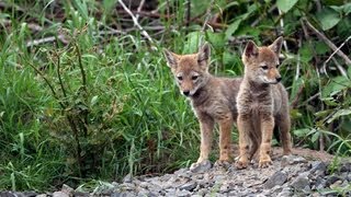 This is the heartwarming story of five orphaned coyote pups who
survived summer without their parents. we visited these adorable
several times to mo...