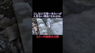 可愛い猫なのに人気がない理由大公開 #shorts