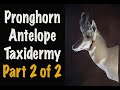Antelope Taxidermy. Pronghorn Antelope. Part 2 of 2...Tucking lips, nose eyes.