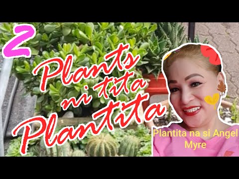 Video: Dracaena Marginata Info: Paano Palaguin ang Isang Red-Edged Dracaena Plant