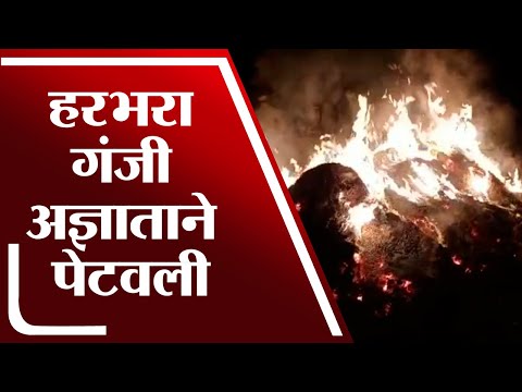 शेतातील हरभरा गंजी अज्ञाताने पेटवली, 8 एकरातील हरभऱ्याचा कोळसा | Beed Fire |