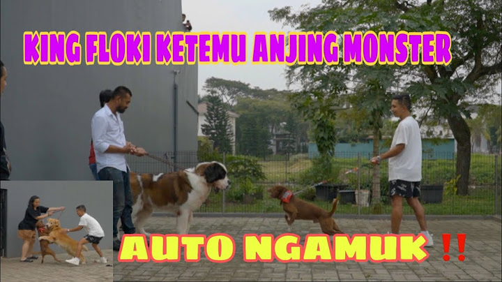 FLOKI NGAMUK KETEMU ANJING MONSTER ‼️