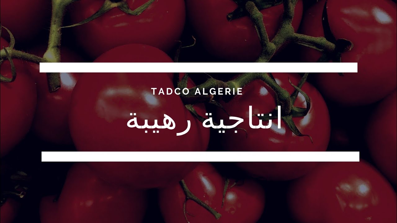 انتاجية رهيبة لطماطم فلة