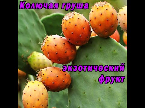Колючая груша /