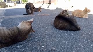 堂々と道の真ん中で寝る野良猫達