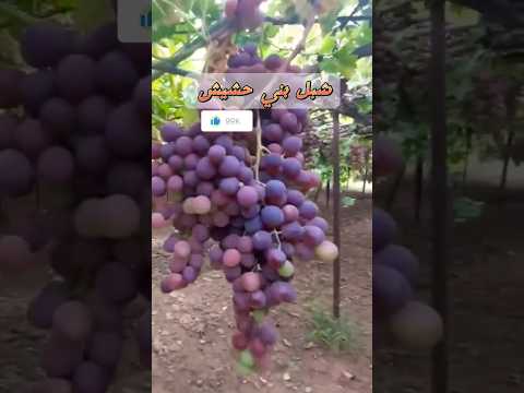 من زقزقه بكرو يسقو العنب بني حشيش عنب اليمن Shorts