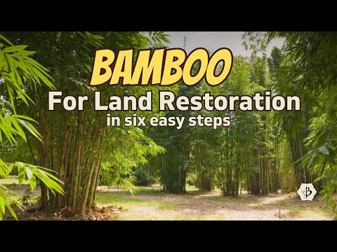 Bamboo for Land Restoration