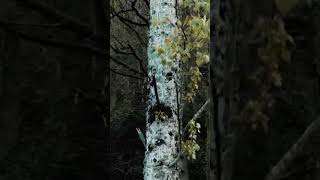 Nihat Bingölbalı - İnsan Kısım Kısım Ürküler Şfet