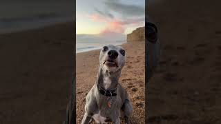 and she’s off again! 🐽 💨 🎾 😅 #whippet #ballislife #happydog #shorts