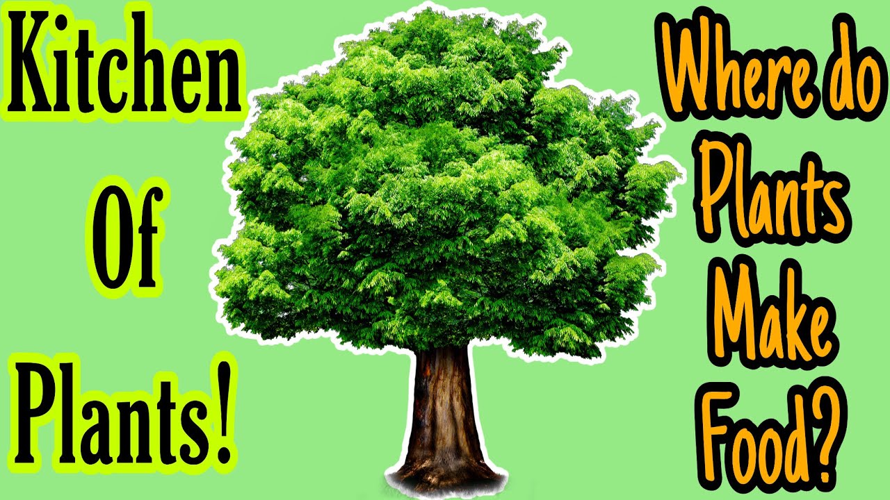  CHLOROPLAST Where Do Plants Make Food Kitchen Of Plant