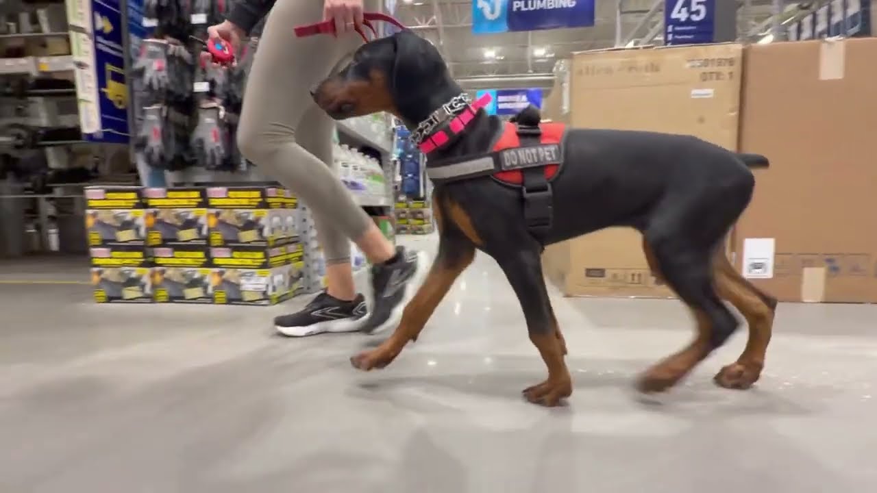 4Month Old Doberman Puppy Starts Public Access Training
