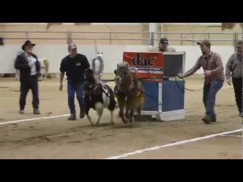 Mini Horse Pull [2013 PA Farm Show]