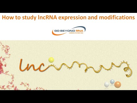 Video: Hochregulation Von LncRNA BANCR In Verbindung Mit Lymphknotenmetastasen Und Schlechter Prognose Bei Darmkrebs