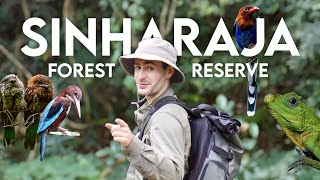 Sinharaja: Searching for Rare Birds in Sri Lanka's Last Primary Rainforest (Safari VLOG)