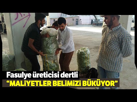 Taze Fasulye Fiyatı