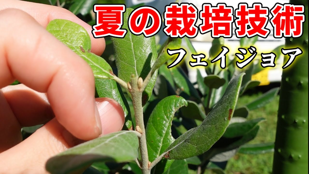 【奥義】夏のフェイジョアの栽培技術。8月のフェイジョア園の様子2024.08.01【feijoa】