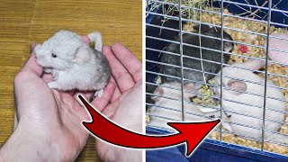 Newborn Chinchilla Growing Up 0-60 Days by Home Zoo 294 views 5 months ago 14 minutes, 3 seconds