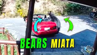 Two Bears Climb into a Miata Car
