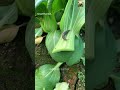 Snails are told to run but they refuse to run.