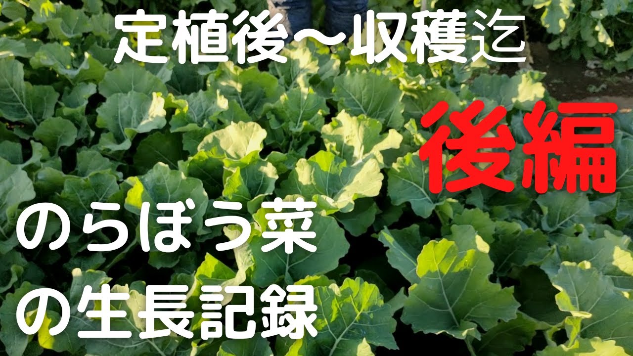のらぼう菜の生長記録　後編【定植後～収穫迄】2022年10月4日　10月11日　10月12日　10月21日　10月31日　11月2日