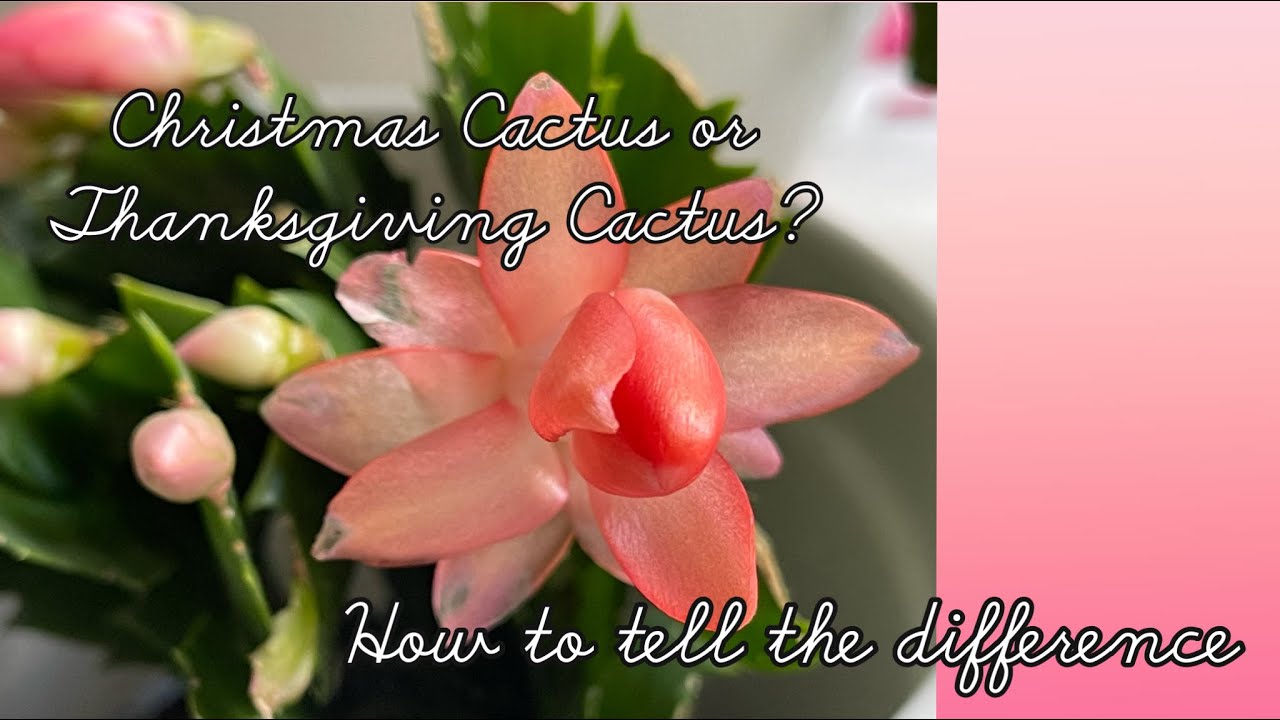 Christmas Cactus or Thanksgiving cactus | How to Tell the Difference 🧐🌵 ...