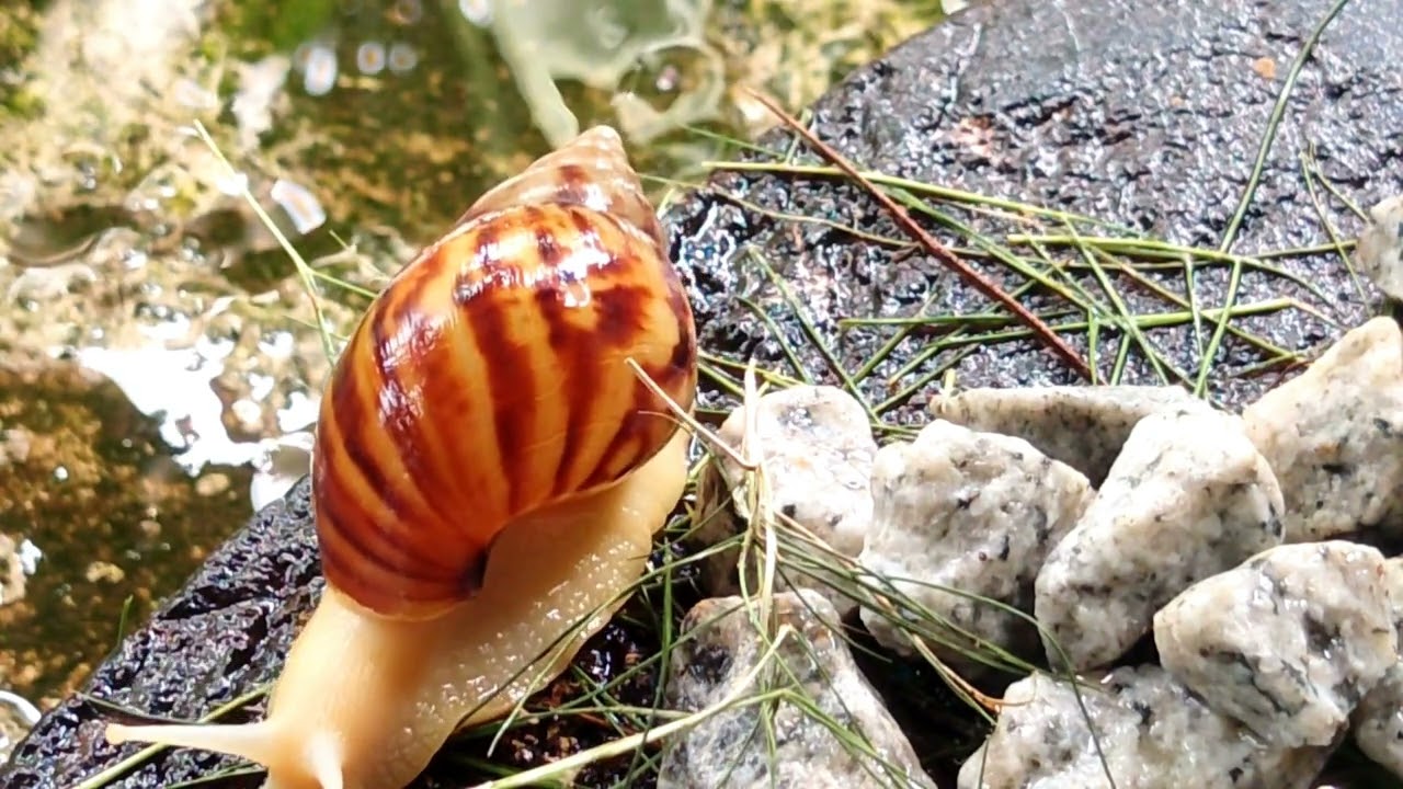 The Secret Life of Garden Snails (A Beautiful Macro Journey)