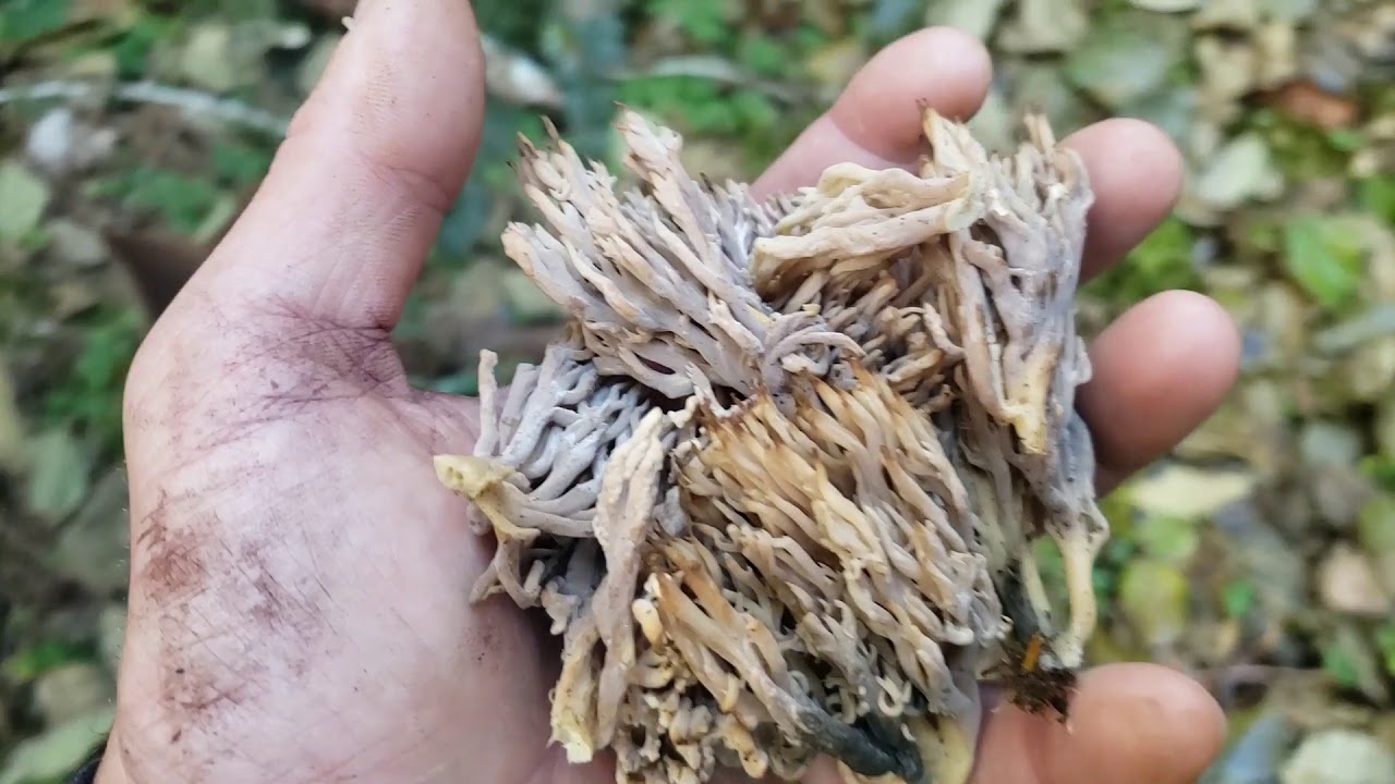 Oregon Mushroom Hunting With New Portland Friends YouTube