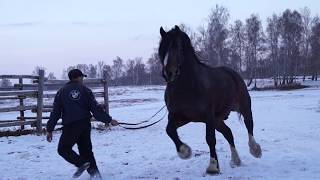 Жеребец владимирский тяж ПРОДАН.