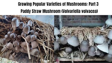 Growing Popular Varieties of Mushrooms: Part 3 - Paddy Straw Mushroom (Volvariella volvacea)