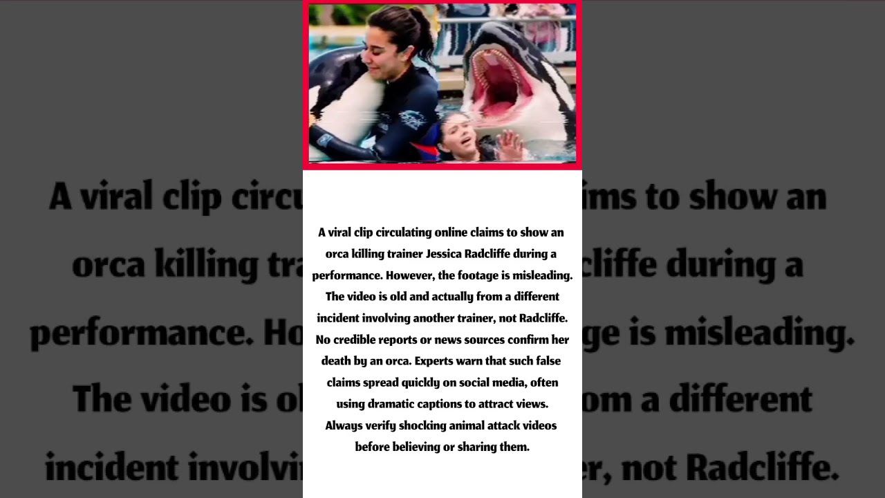 Did An Orca Really Kill Trainer Jessica Radcliffe The Truth Behind Viral Clip