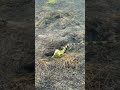 Conmovedor rescate: bomberos salvaron a una iguana atrapada entre las llamas #reels #viral #animals