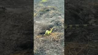 Conmovedor rescate: bomberos salvaron a una iguana atrapada entre las llamas #reels #viral #animals