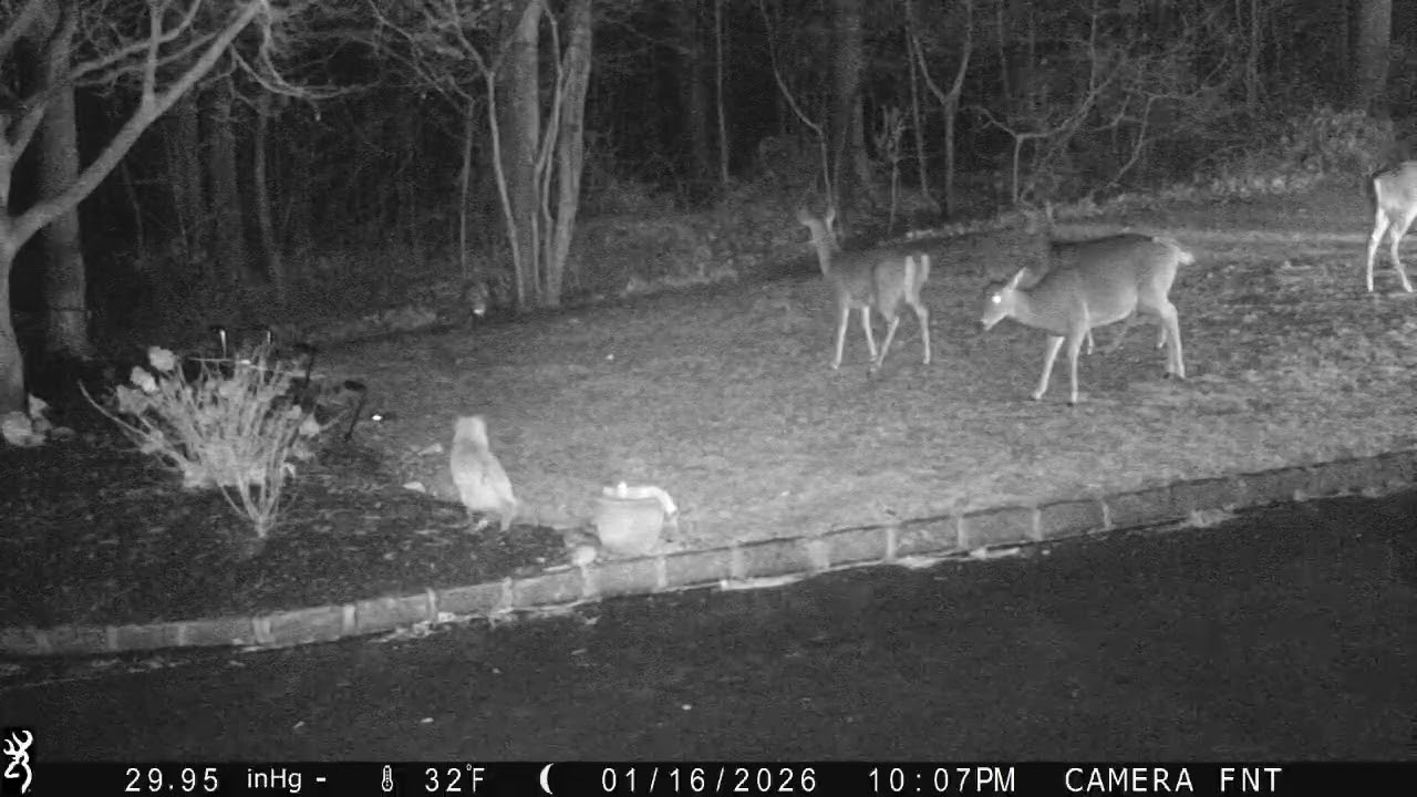 Whitetail Deer Feeding on the Lawn and Red Fox