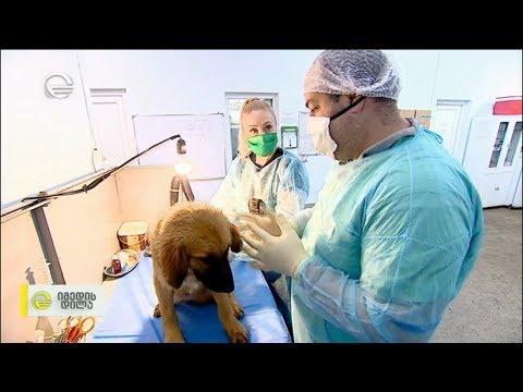 მანქანაში დატყვევებული ლეკვების გათავისუფლების ისტორია