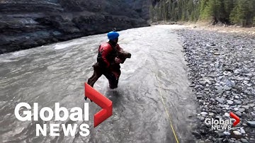 Moose calf rescued from drowning by Calgary kayakers in dramatic video