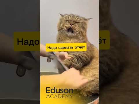 Видео: Переходите по ссылке в профиле, чтобы выбрать обучение в Академии Eduson.