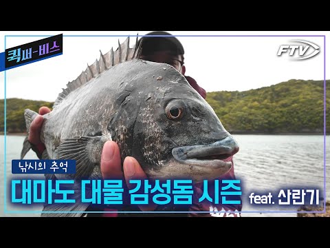 [Full/퀵써-비스]감성돔 낚시가 제일 쉽습니다.대마도 아소만의 대물 감성돔을 만나다[낚시의 추억/22회]