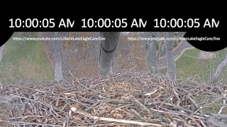 360 Degree Avon Lake Eagle Cam