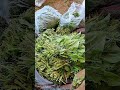 "Karachi sabzi mandi update 15 December 2025, #food #vegetablemarket