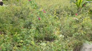 Indahnya kebun bunga mawar di Sawahan ,nganjuk