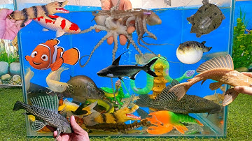 Tổng hợp các video cá cảnh đẹp, động vật dễ thương, bạch tuộc cute, cá vàng, ngân long abino, rắn