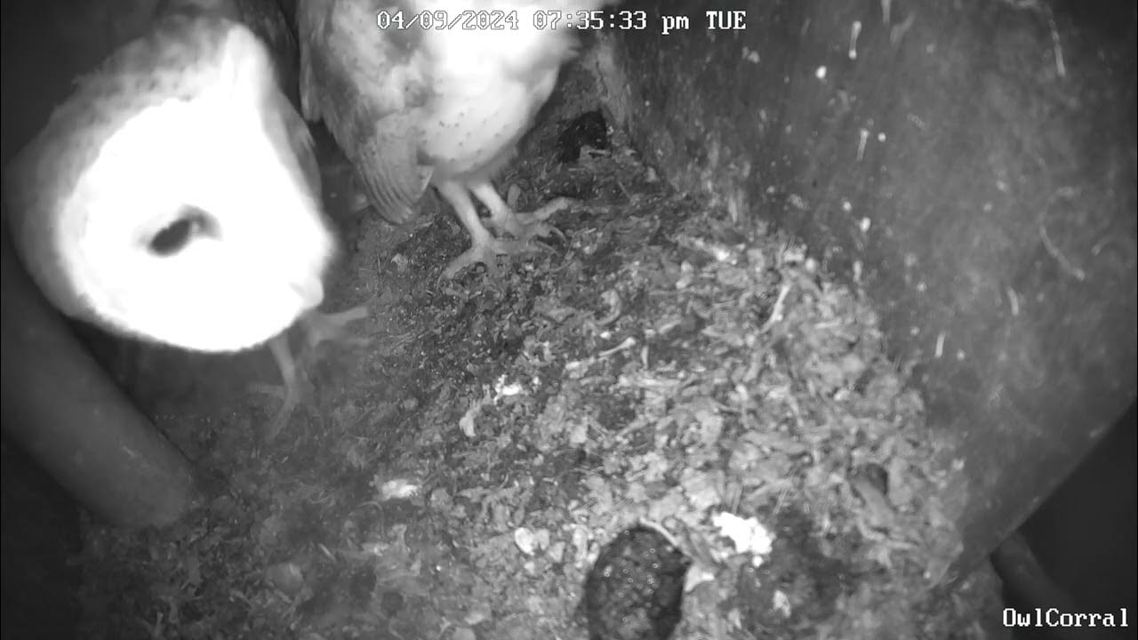 Owlet Heads Out To Start Evening. Owl Box C 4/9/24 735 pm YouTube